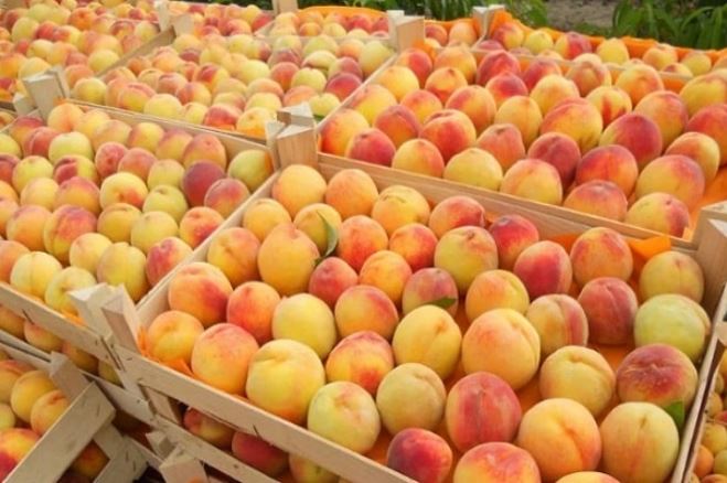 Born from the Sun: Why Armenian Fruit Tastes Bigger, Brighter, Better