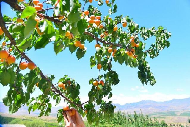 Born from the Sun: Why Armenian Fruit Tastes Bigger, Brighter, Better